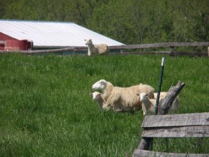 Sheep & Lambs at Smith Meadows