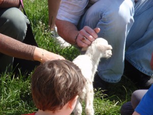 New Born Lamb at Smith Meadows 