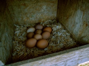 Eggs in the Laying Box at Smith Meadows