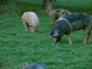 Pigs on Spring Pasture at Smith Meadows