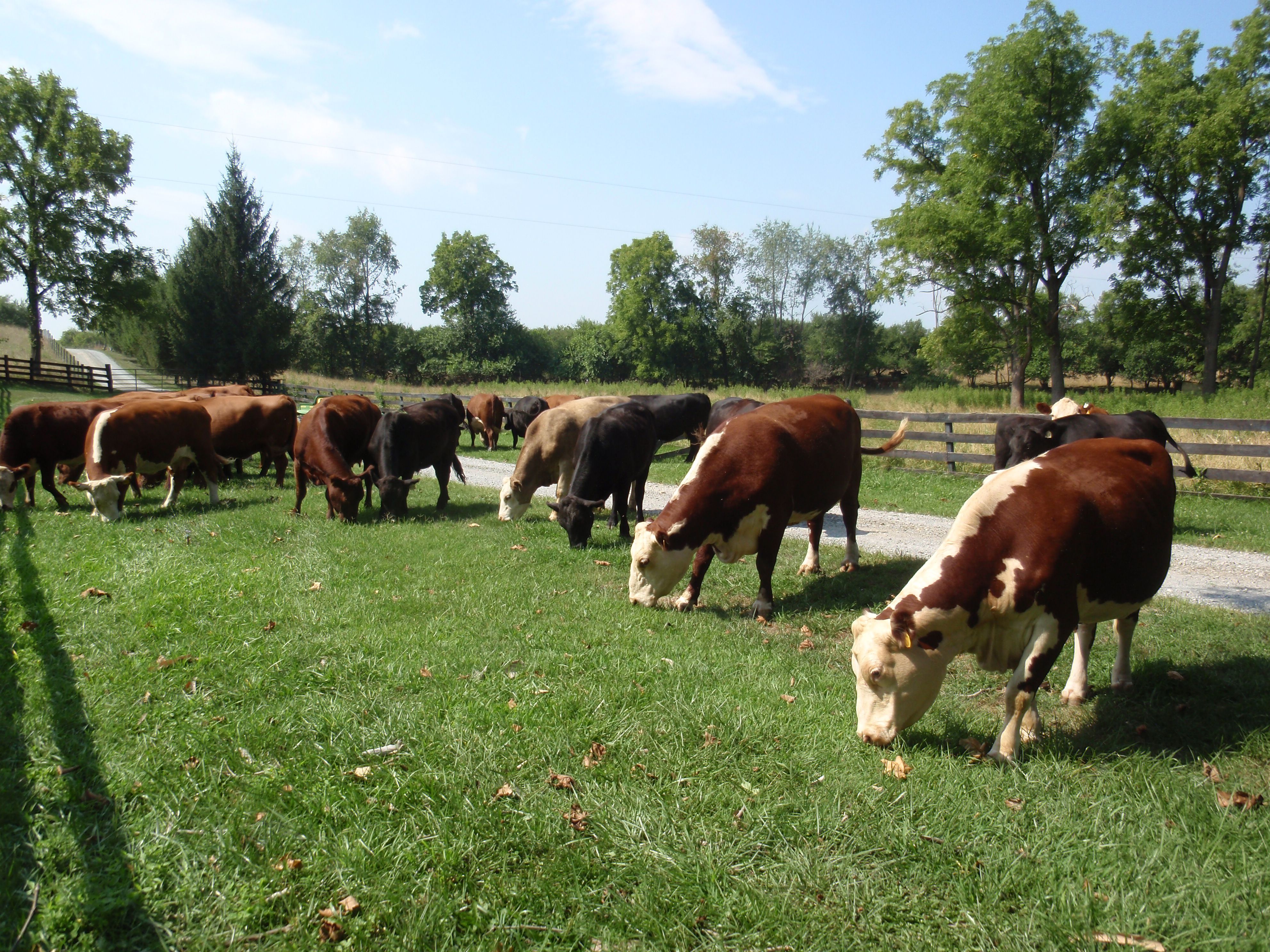 Cows eating grass at Smith Meadows