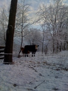 Smith Meadows Cow in Winter