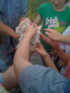 Powhatan Campers Petting Smith Meadows Lambs