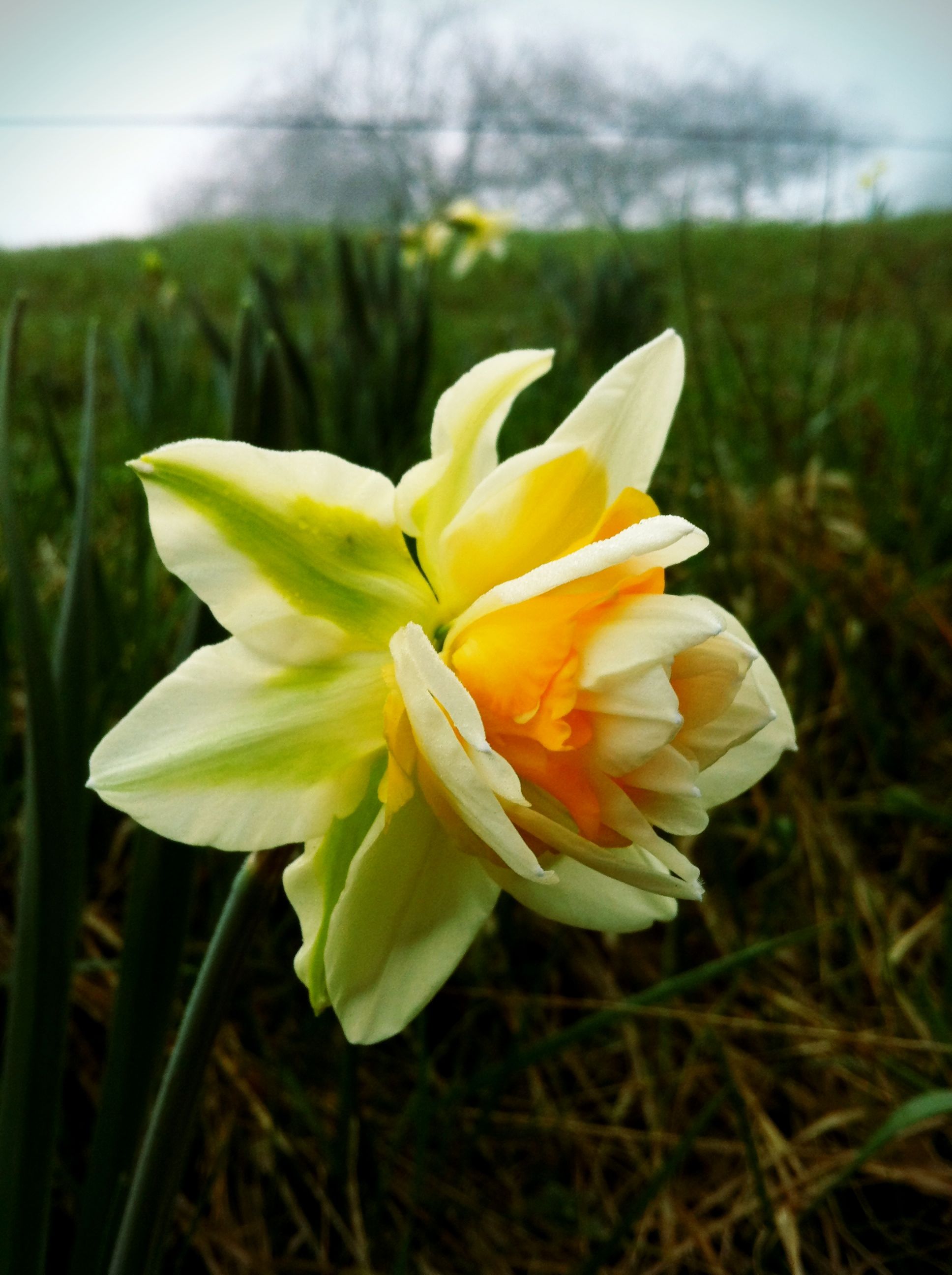Daffodil at Smith Meadows, Spring 2012 (click to see slide show)
