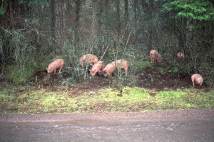  半ダースの豚は、もろい森林の土壌構造をすばやく破壊することができます...。