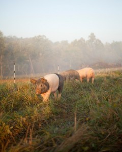 Pigs on Pasture. 草が太く高いほど、牧草地の回復力は高い。