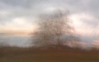 Blurry Tree against the sky