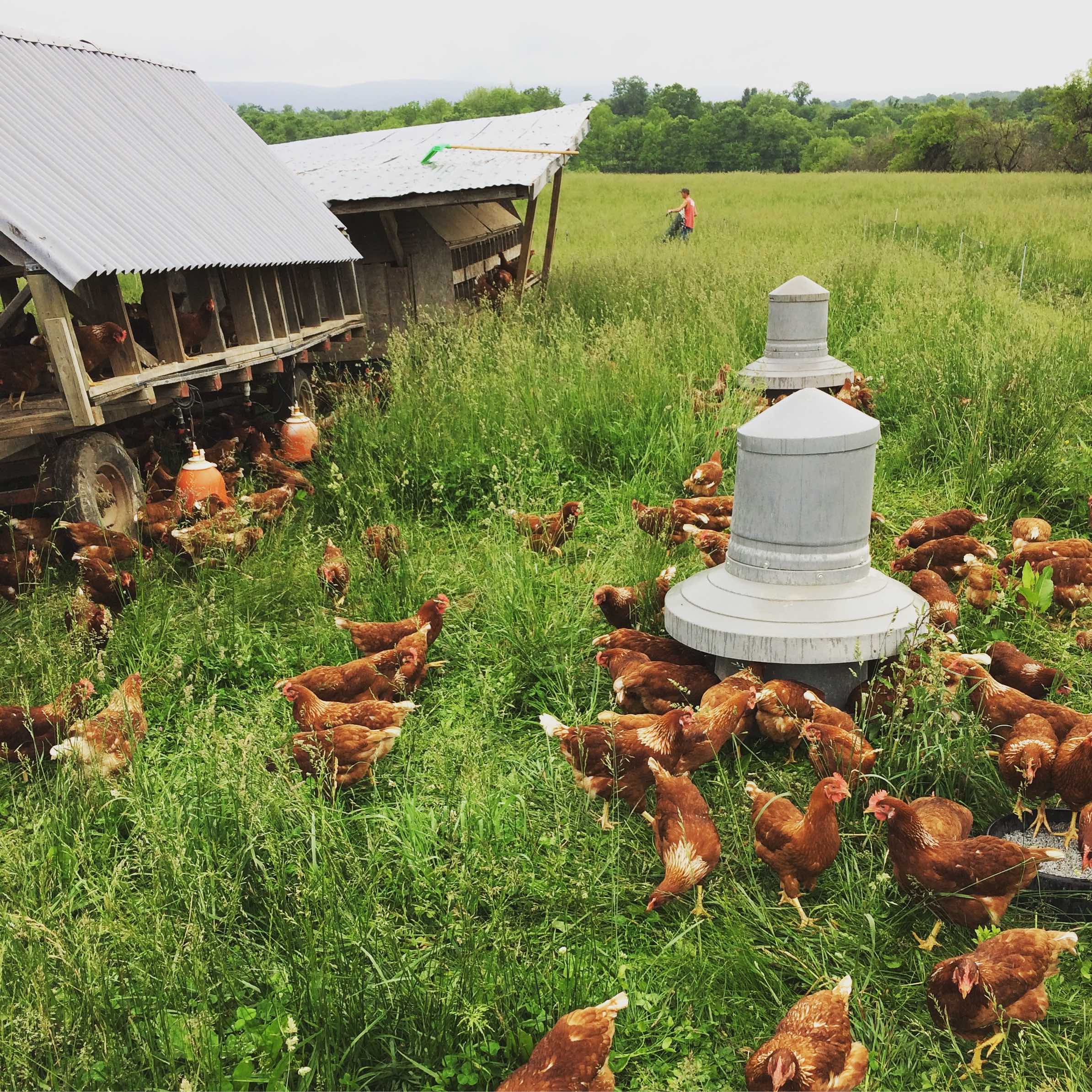 organic pasture raised chicken