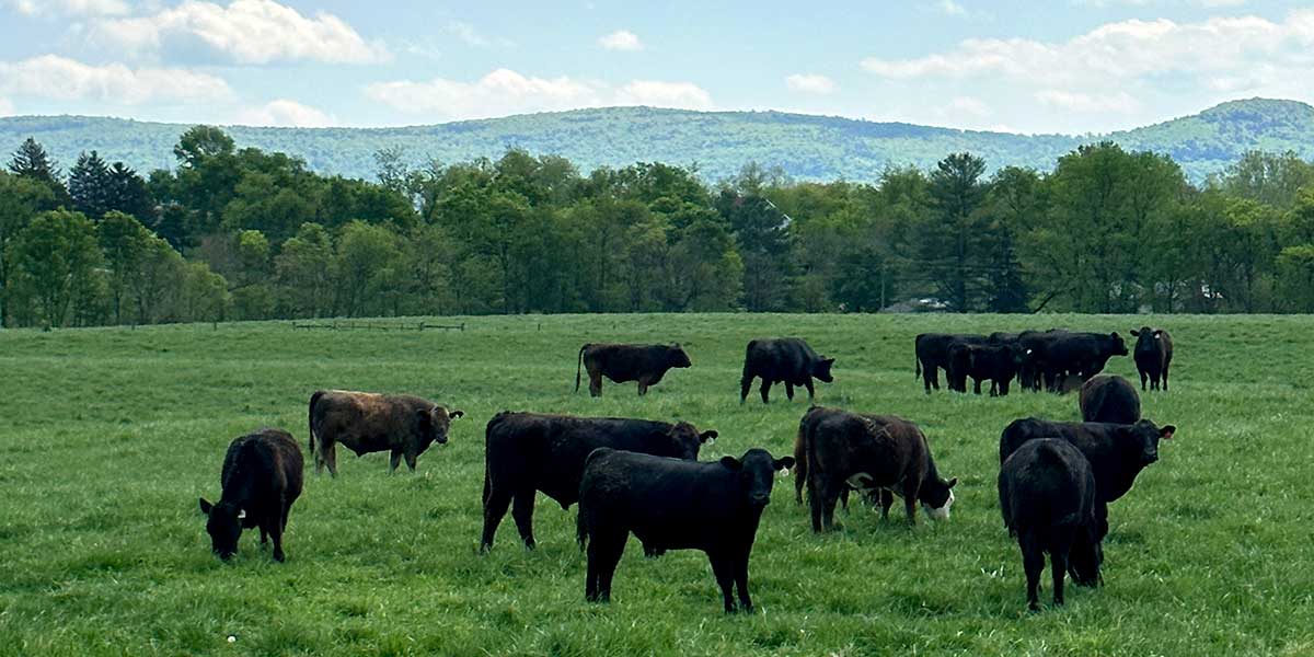cows and the Blue Ridge Mountains