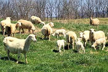 sheep in a pasture